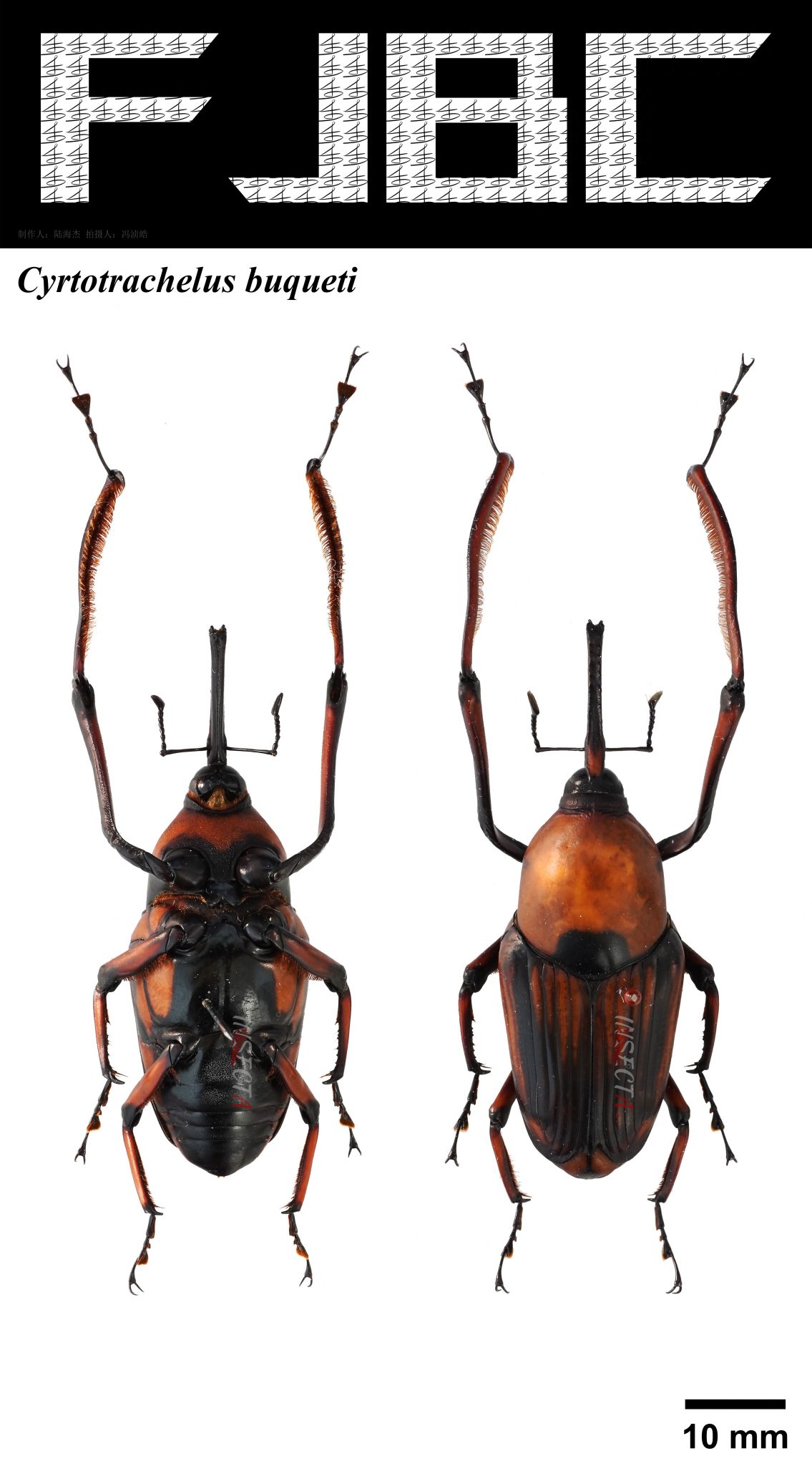 长足大竹象 Cyrtotrachelus buqueti – IISDW