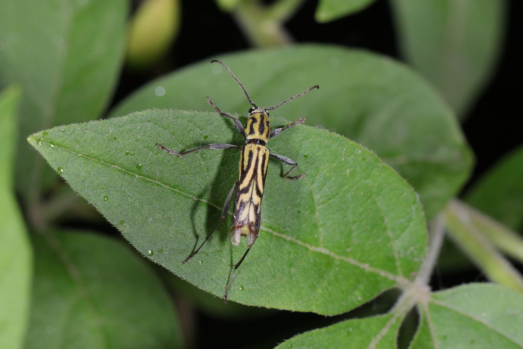 Read more about the article 三条跗虎天牛 Perissus rhaphumoides