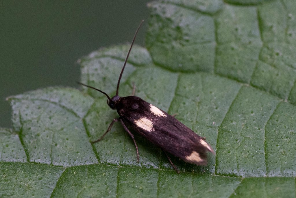 Read more about the article 中华绢蛾 Scythris sinensis