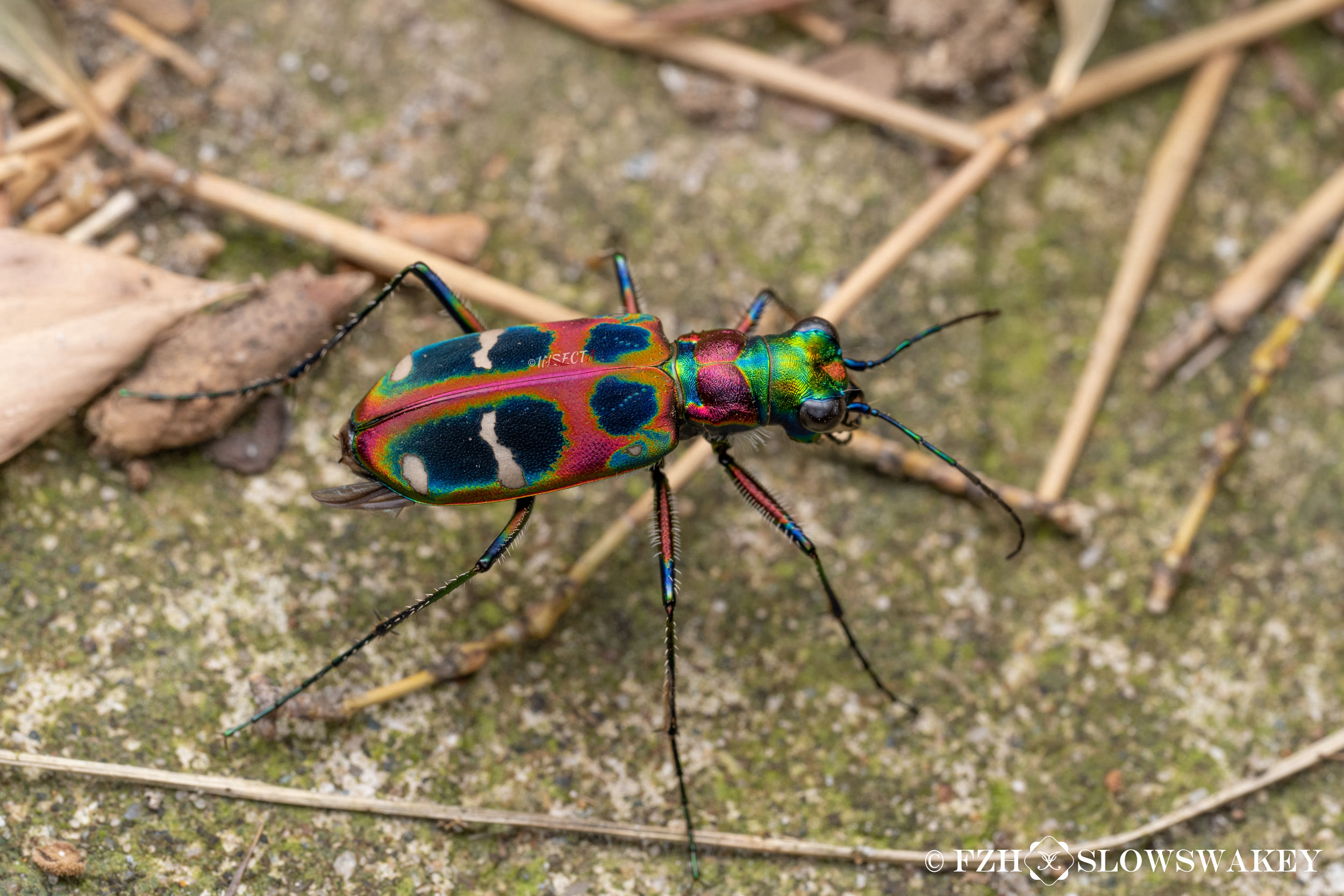 Read more about the article 中华虎甲 Cicindela chinenesis