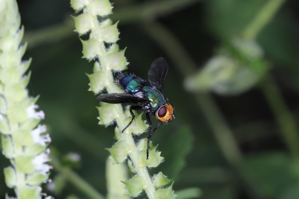 Read more about the article 华南闪迷蝇 Silbomyia hoeneana