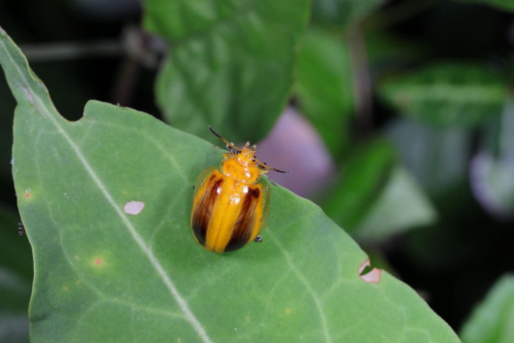 Read more about the article 宽缘瓢萤叶甲 Oides maculatus