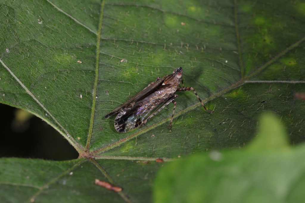 Read more about the article 月纹丽象蜡蝉 Orthopagus lunulifer