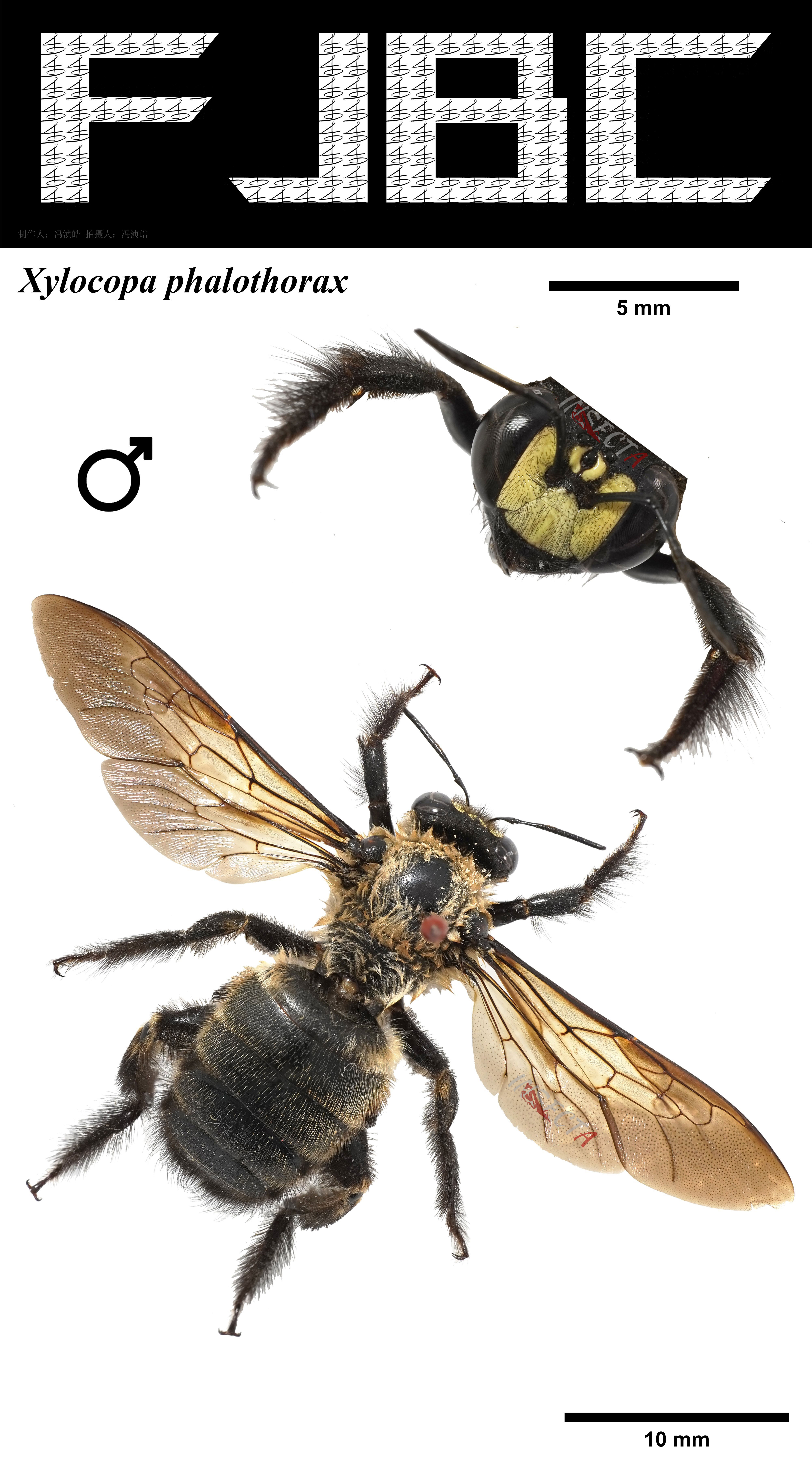 灰胸木蜂Xylocopa phalothorax – IISDW