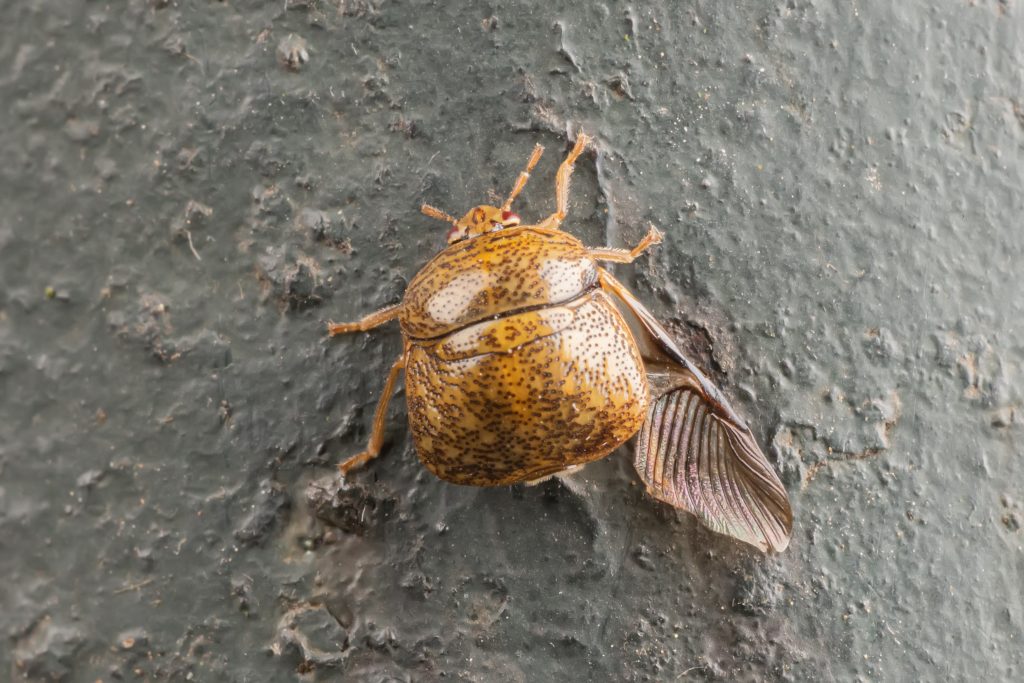 Read more about the article 筛豆龟蝽 Megacopta cribraria