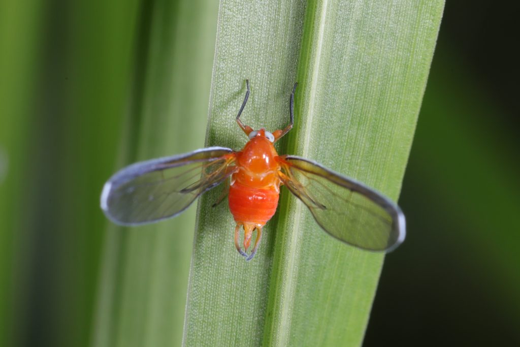Read more about the article 红袖蜡蝉 Diostrombus politus