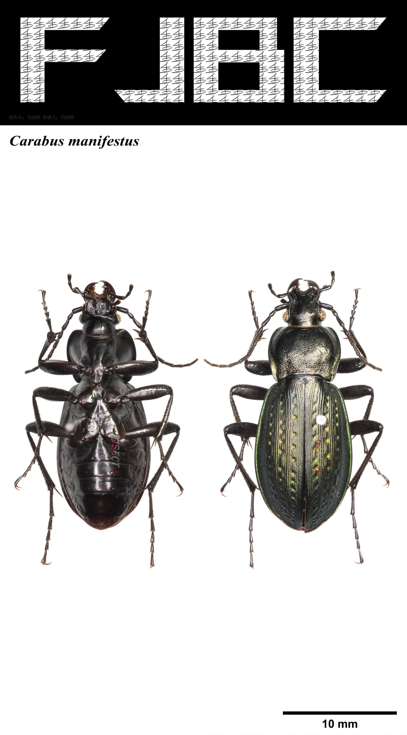Read more about the article 罕丽步甲 Carabus manifestus