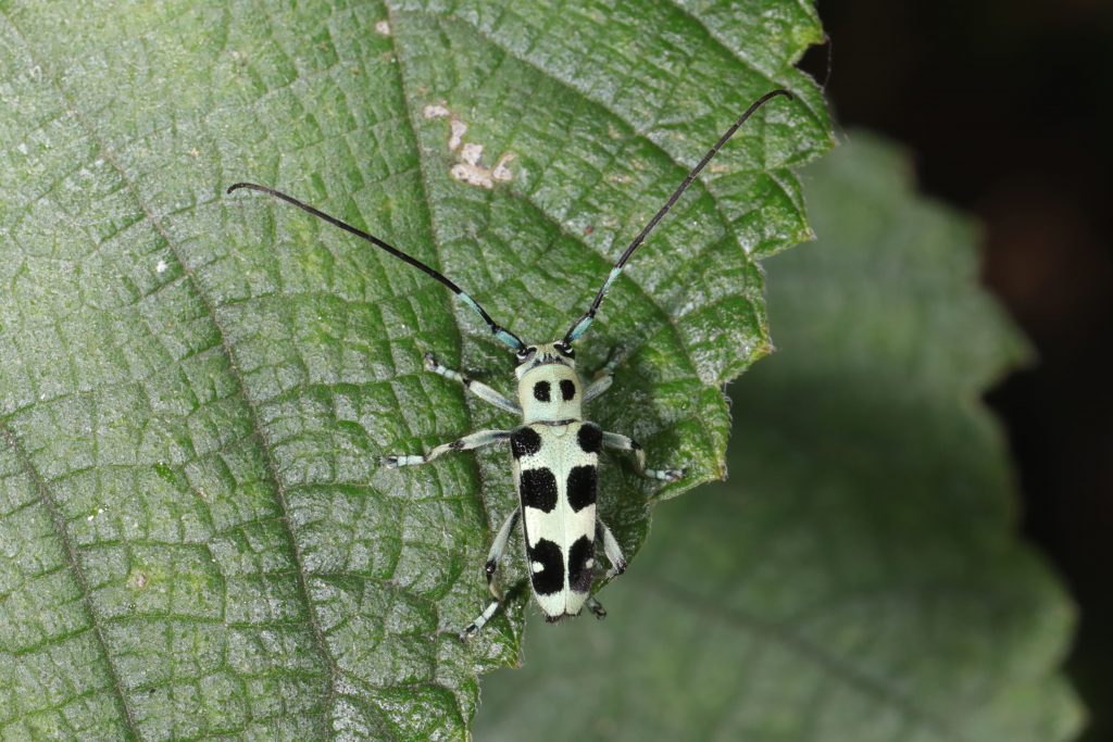 Read more about the article 苎麻双脊天牛 Paraglenea fortunei