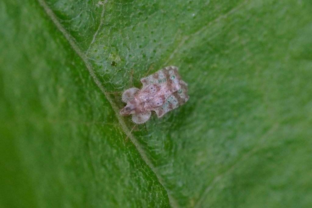 Read more about the article 菊方翅网蝽 Corythucha marmorata