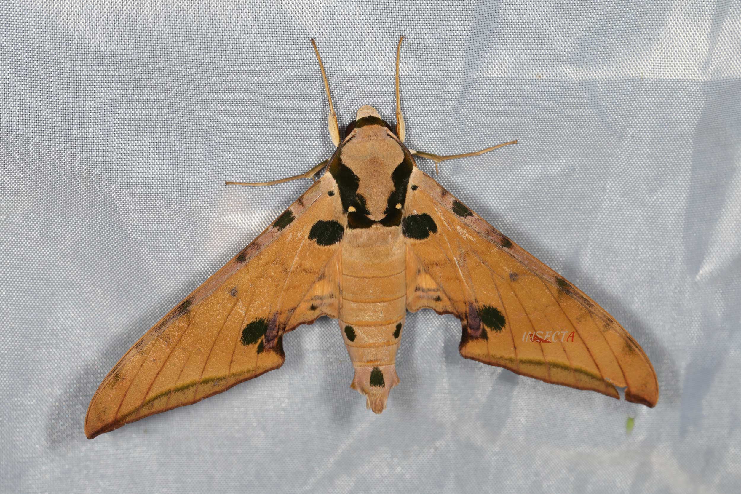 裂斑鹰翅天蛾 Ambulyx ochracea HNH1