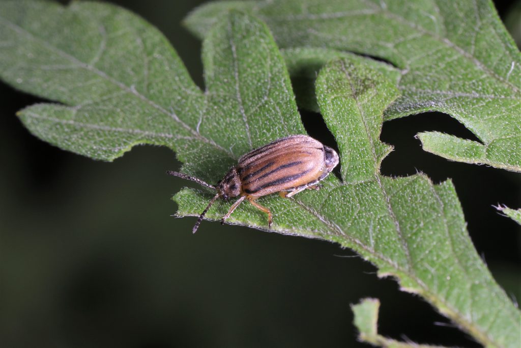 Read more about the article 豚草条纹萤叶甲 Ophraella communa