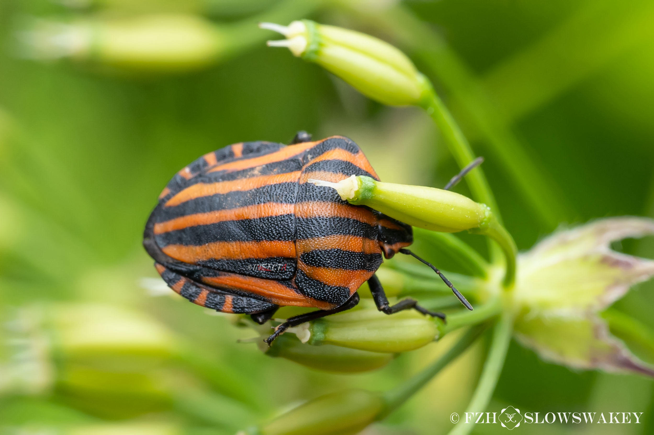 Read more about the article 赤条蝽 Graphosoma rubrolineatum
