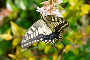 Read more about the article 金凤蝶 Papilio machaon