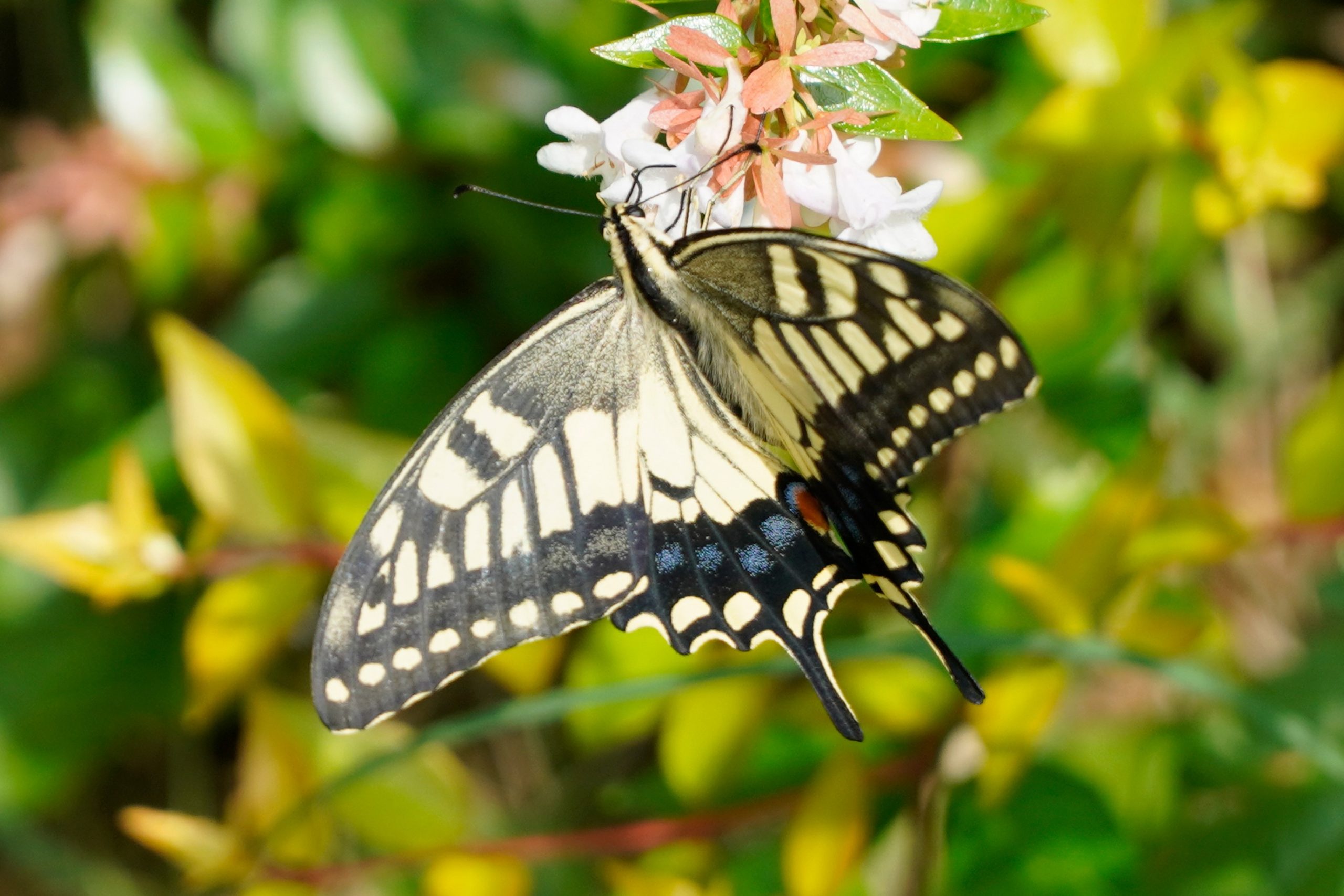 金凤蝶 Papilio machaon 生态照1