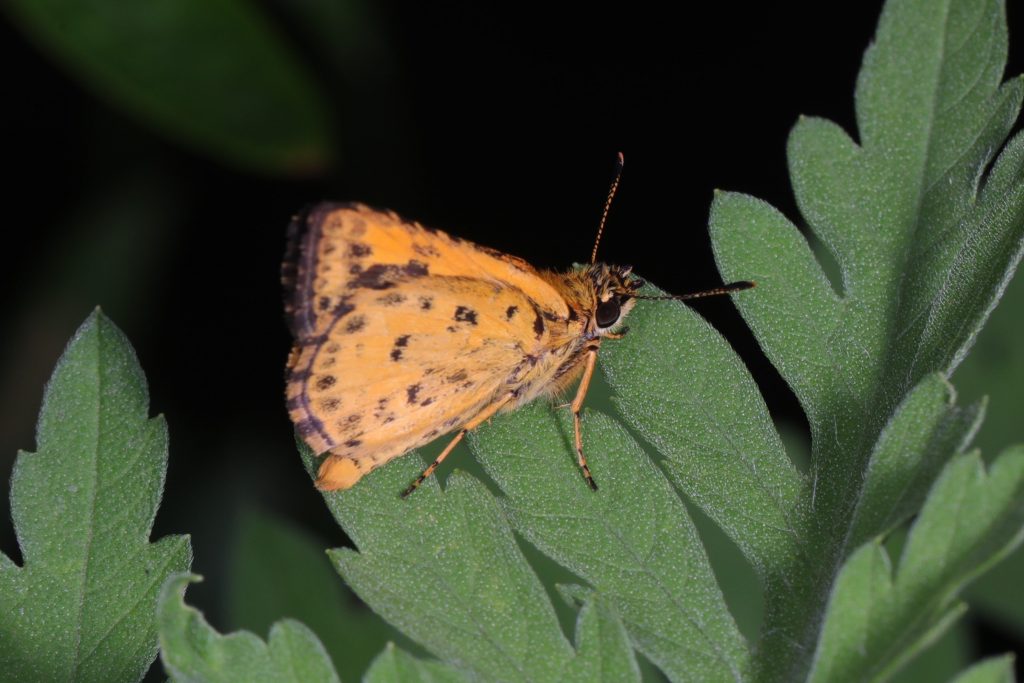 Read more about the article 黄斑弄蝶 Ampittia dioscorides