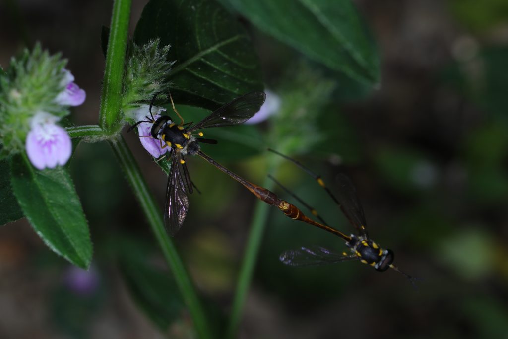 Read more about the article 黄边姬蜂虻 Systropus hoppo