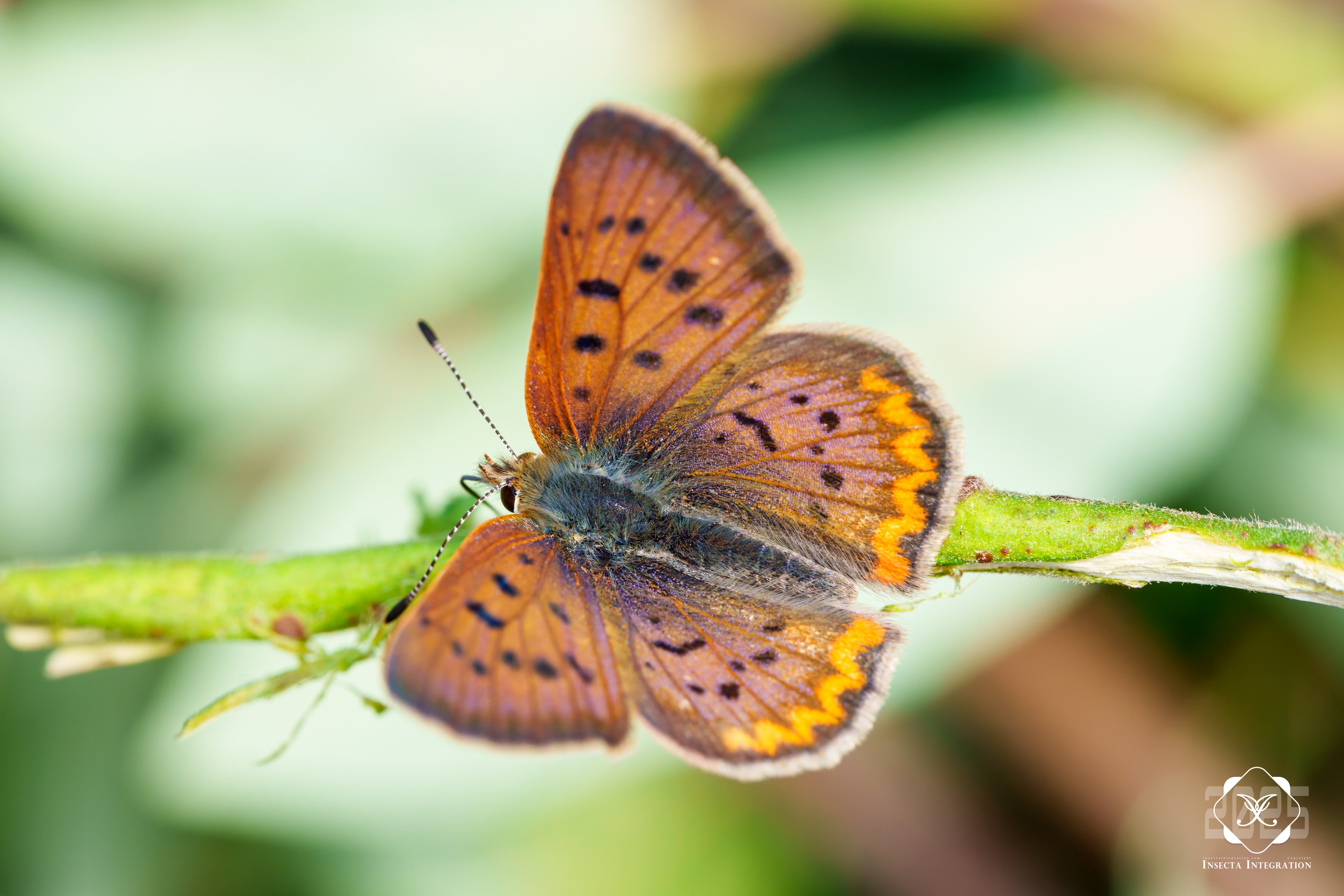 闪紫灰蝶 Tharsalea helloides – IISDW