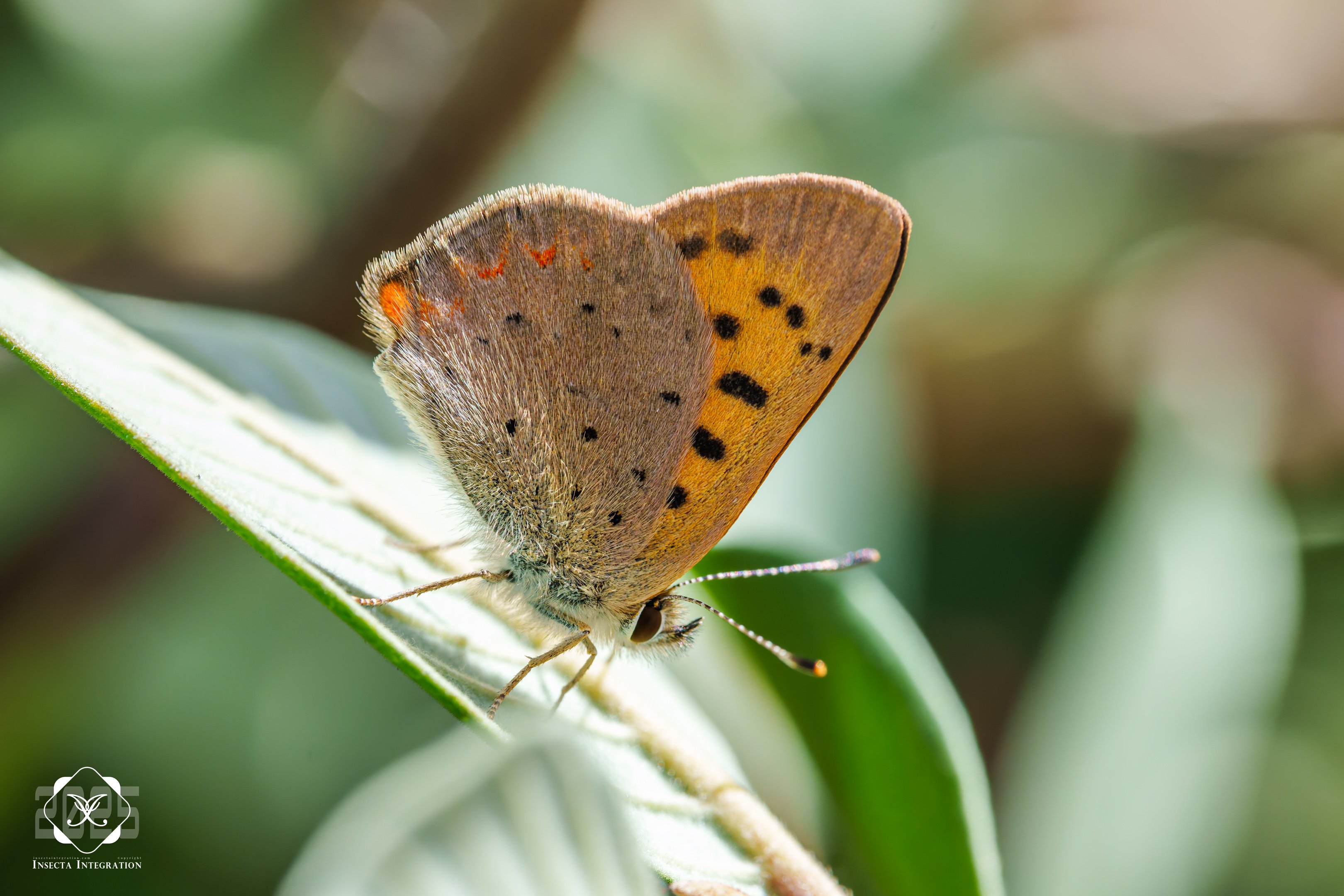 闪紫灰蝶 Tharsalea helloides – IISDW