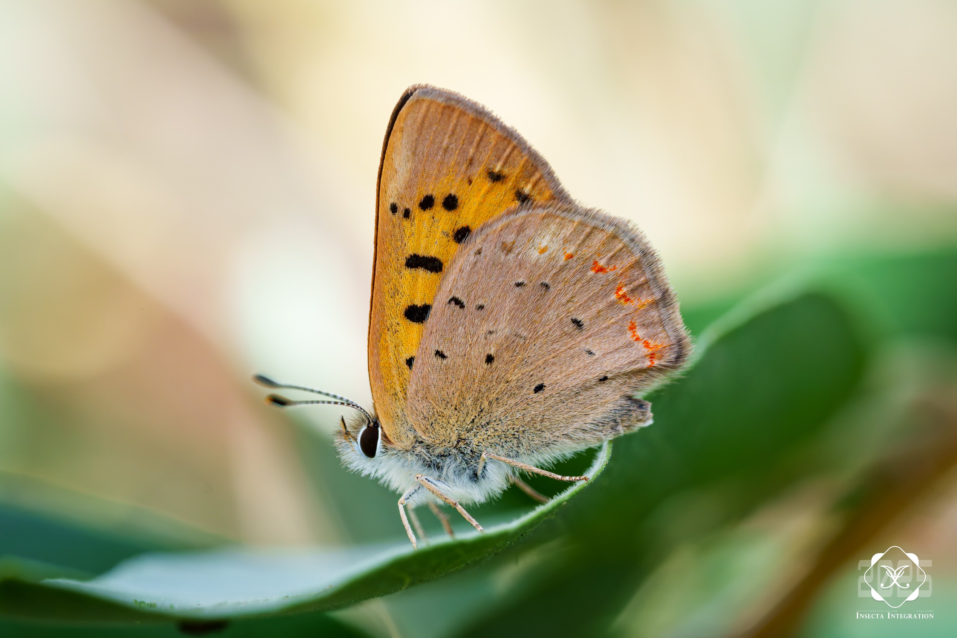 闪紫灰蝶 Tharsalea helloides – IISDW
