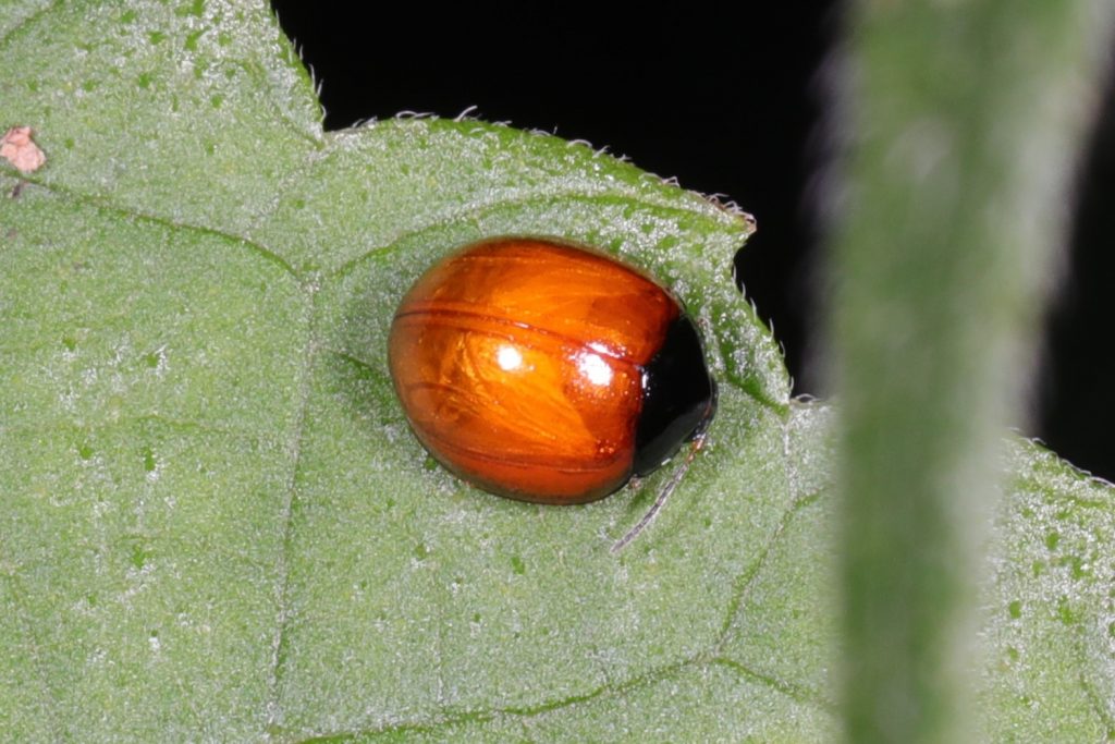 Read more about the article Argopistes coccinelloides