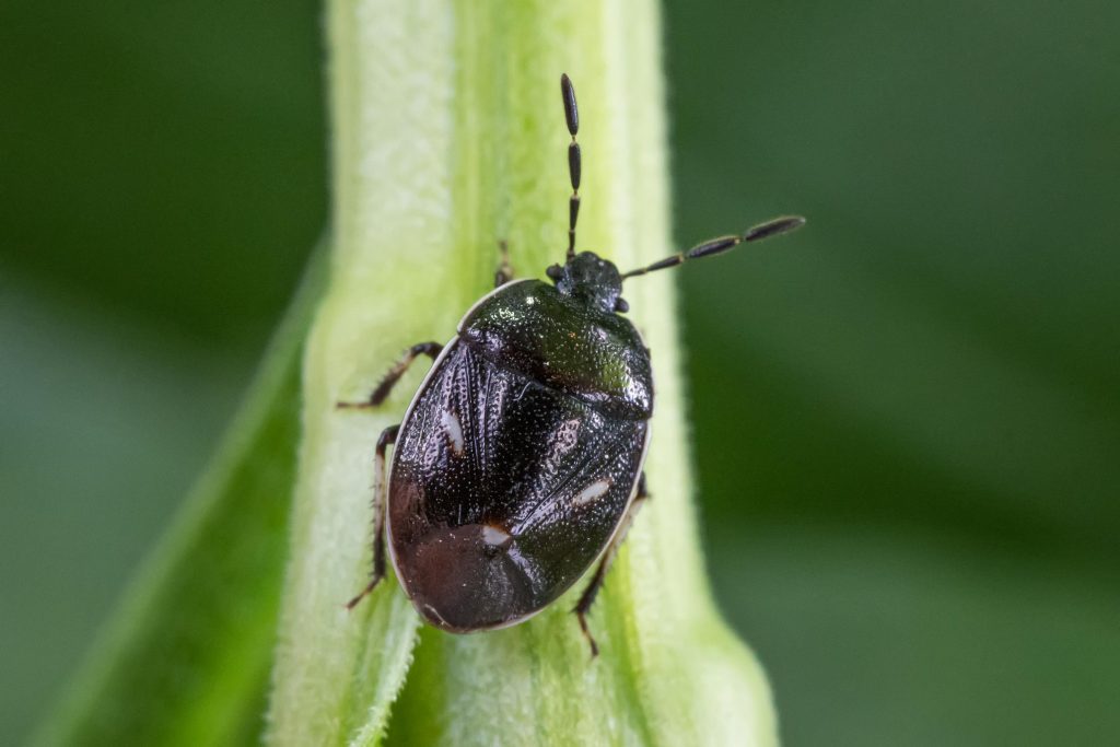 Read more about the article 三点阿土蝽 Adomerus triguttulus