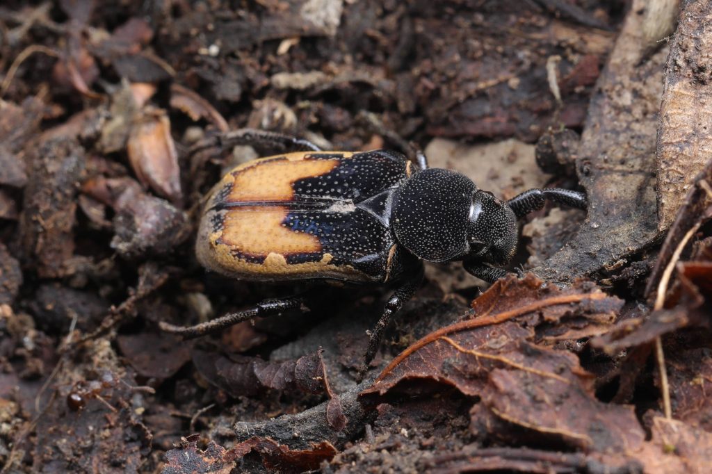 Read more about the article 中华跗花金龟 Clinterocera sinensis