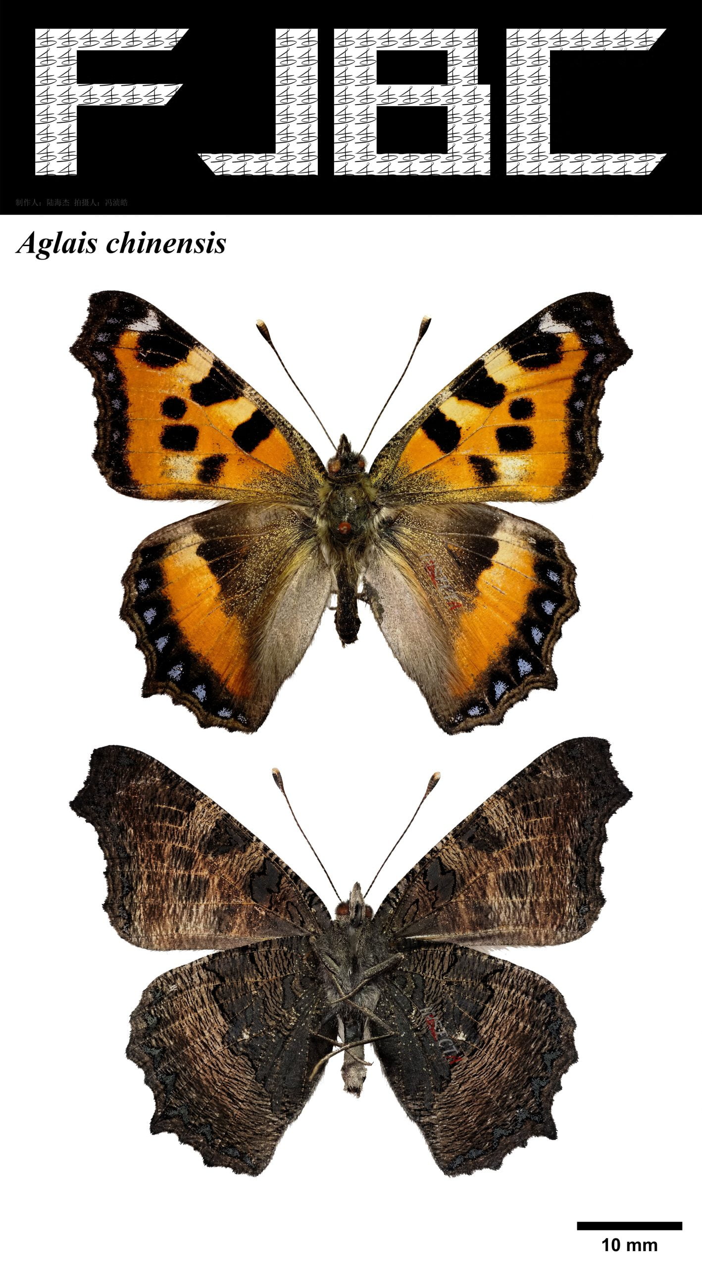 Read more about the article 中华麻蛱蝶 Aglais chinensis