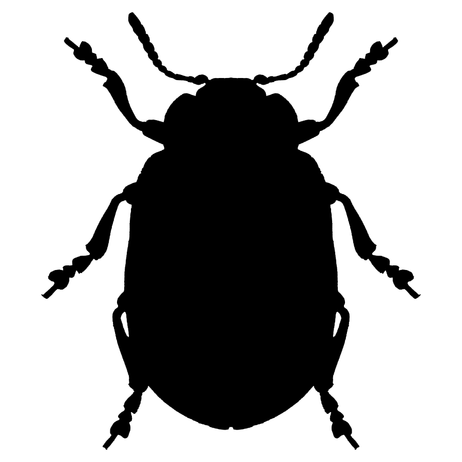 Read more about the article 叶甲科 Chrysomelidae