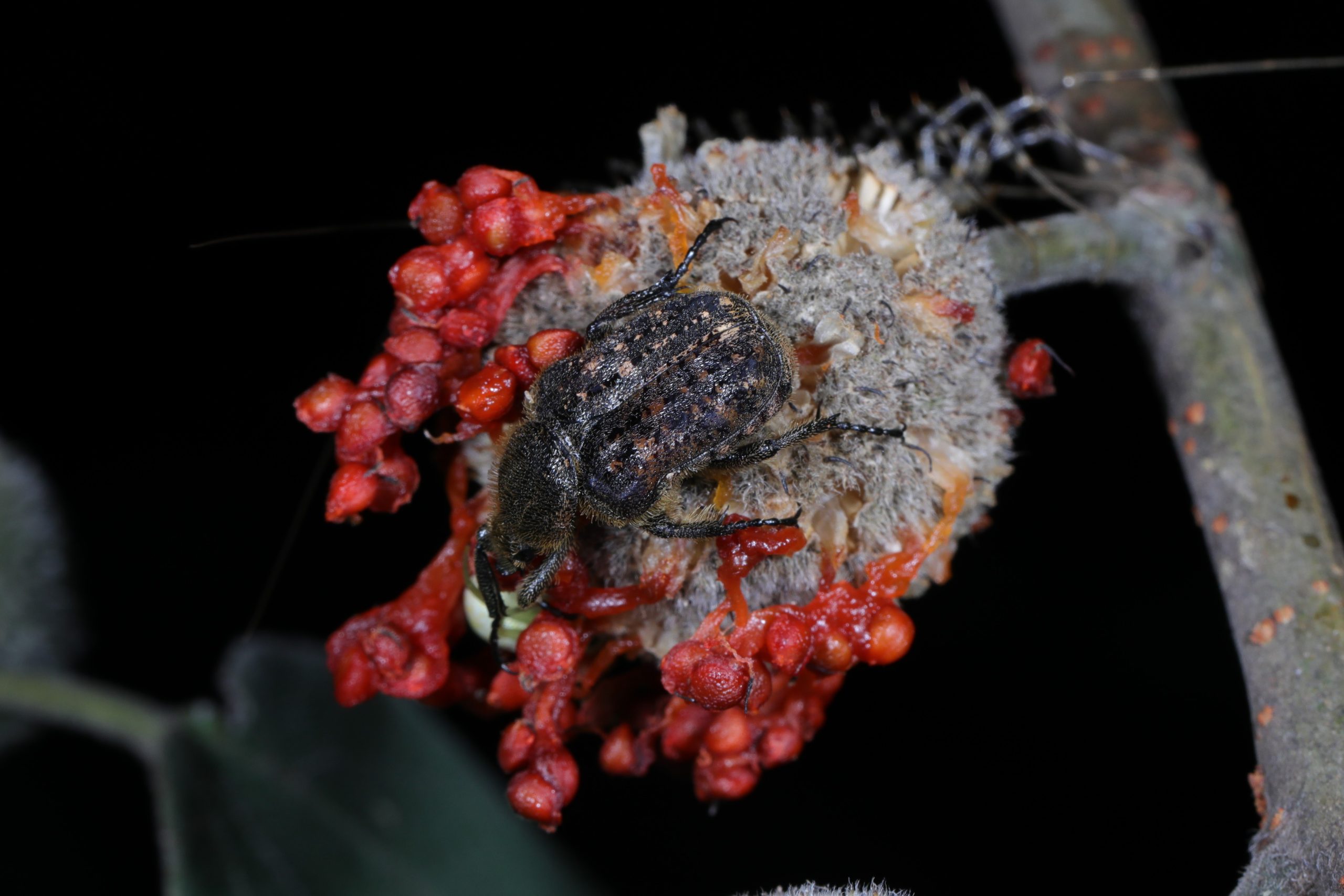 圆唇肋花金龟 Parapilinurgus variegatus 生态照1