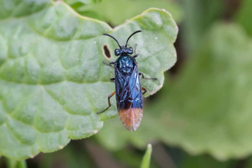 Read more about the article 日本黄腹三节叶蜂 Arge nipponensis