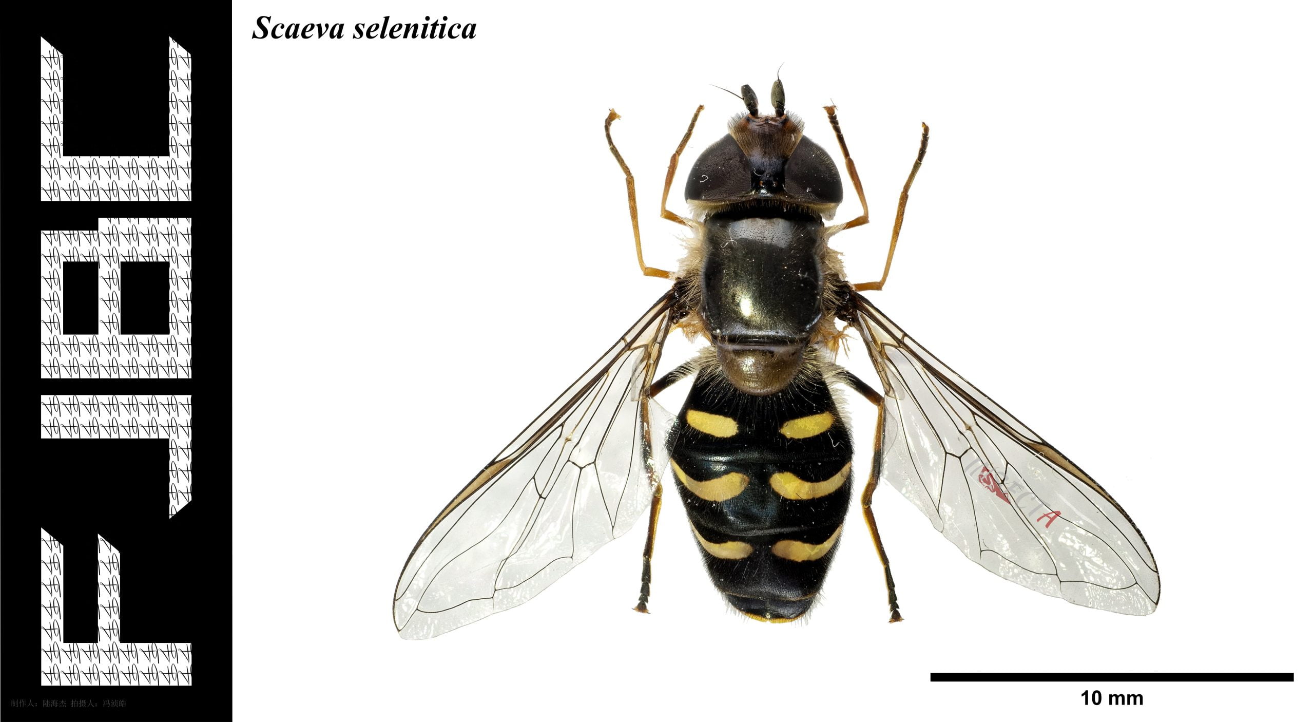 月斑鼓额食蚜蝇 Scaeva selenitica（2版）