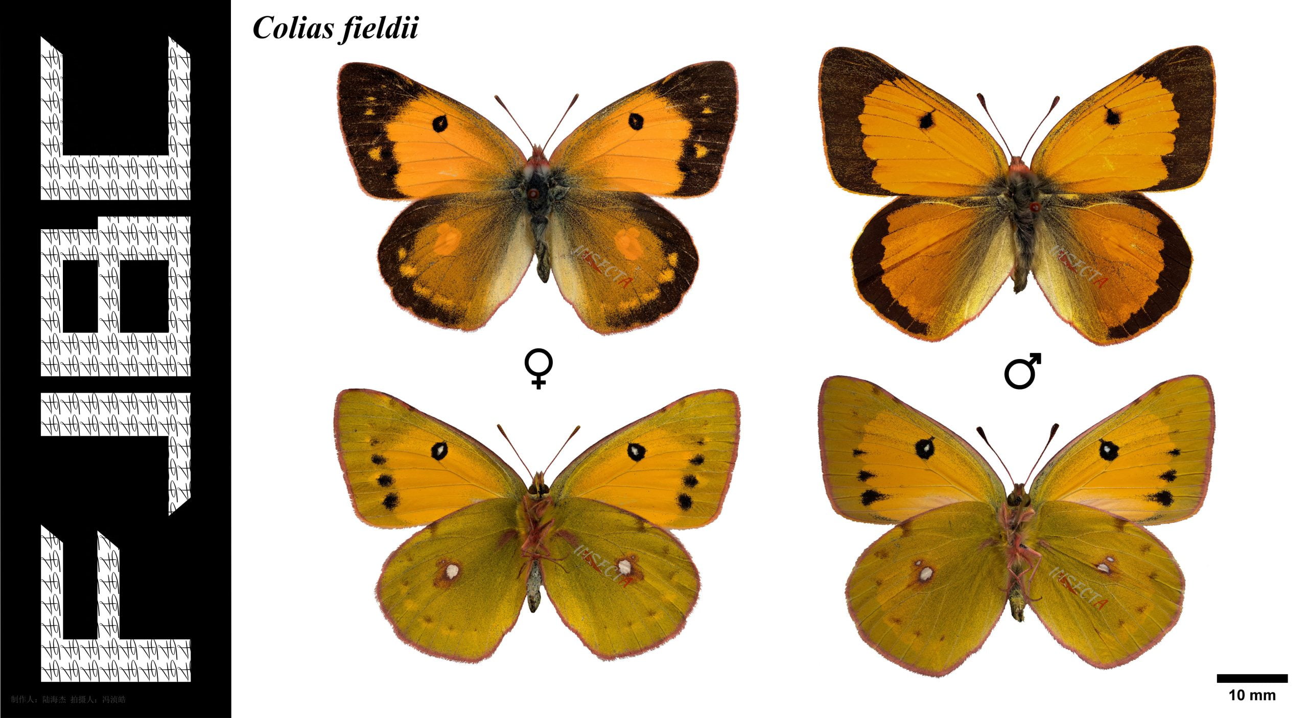 Read more about the article 橙黄豆粉蝶 Colias fieldii