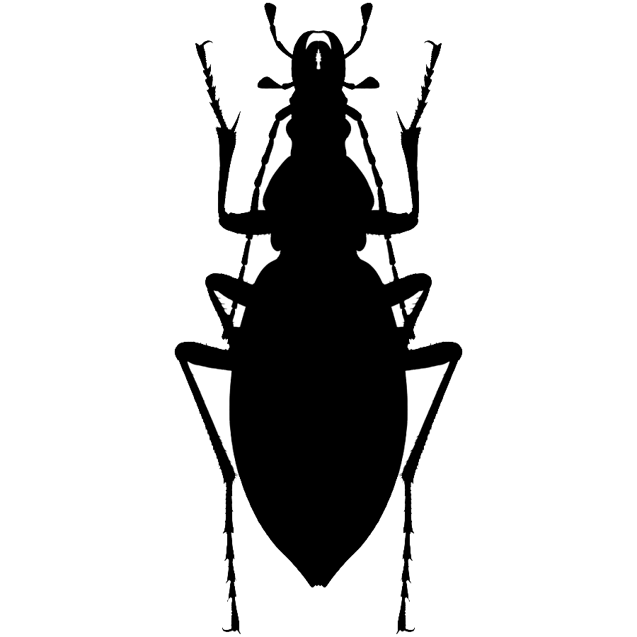 Read more about the article 步甲科 Carabidae