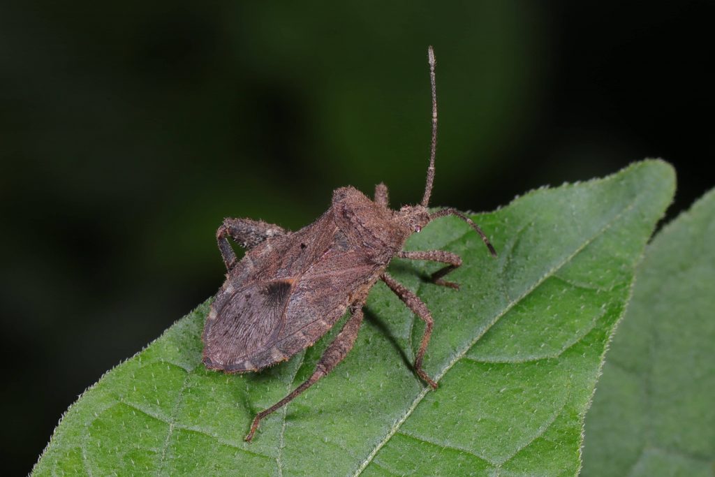 Read more about the article 瘤缘蝽 Acanthocoris scaber