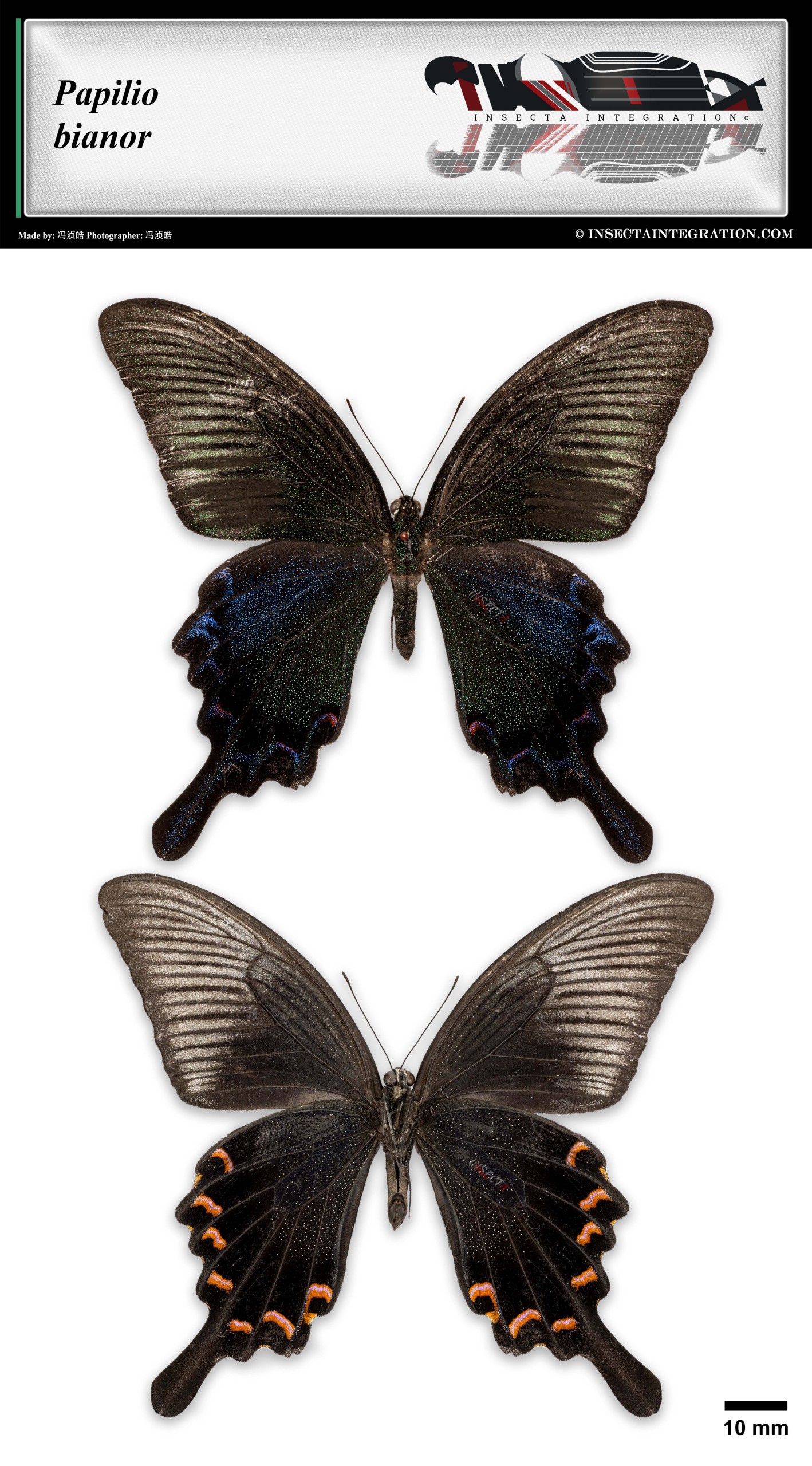 Read more about the article 碧凤蝶 Papilio bianor