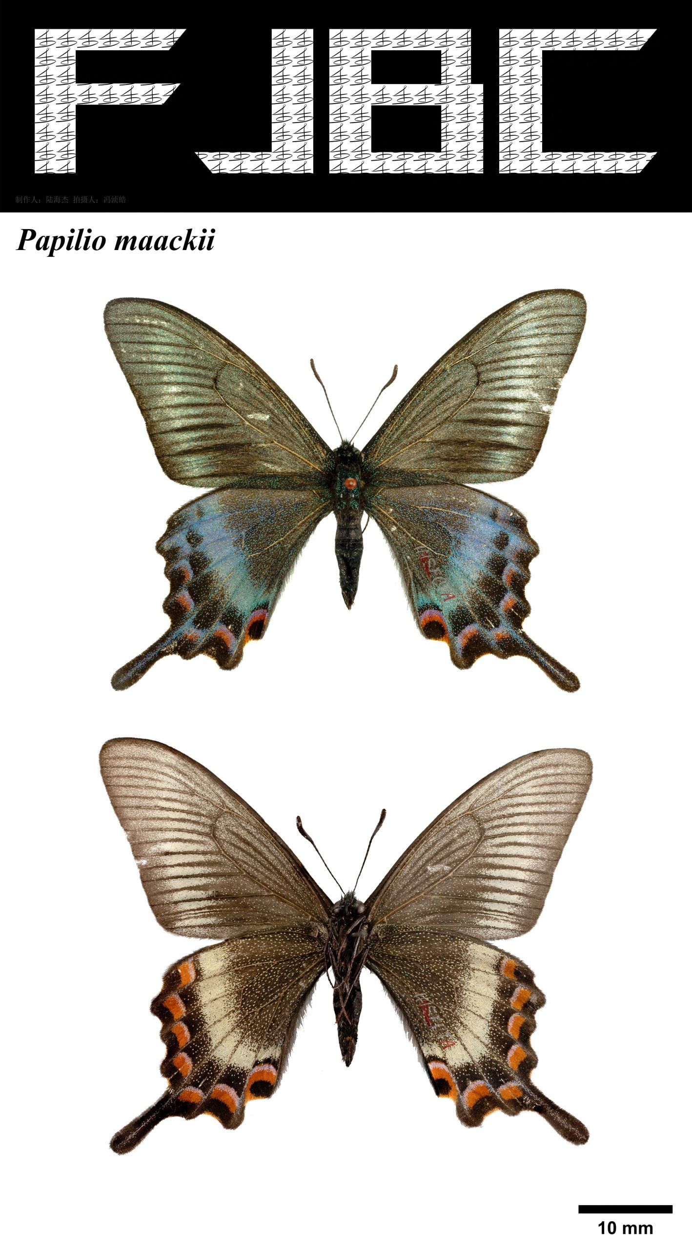 绿带翠凤蝶 Papilio maackii（2版）