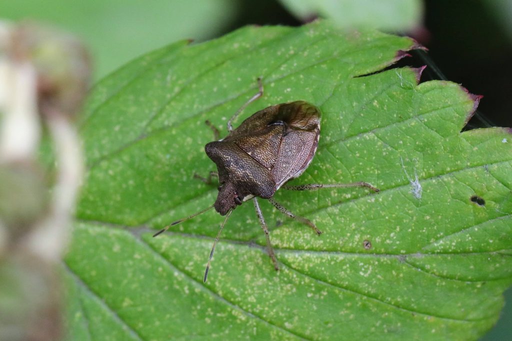 Read more about the article 辉蝽 Carbula obtusangula