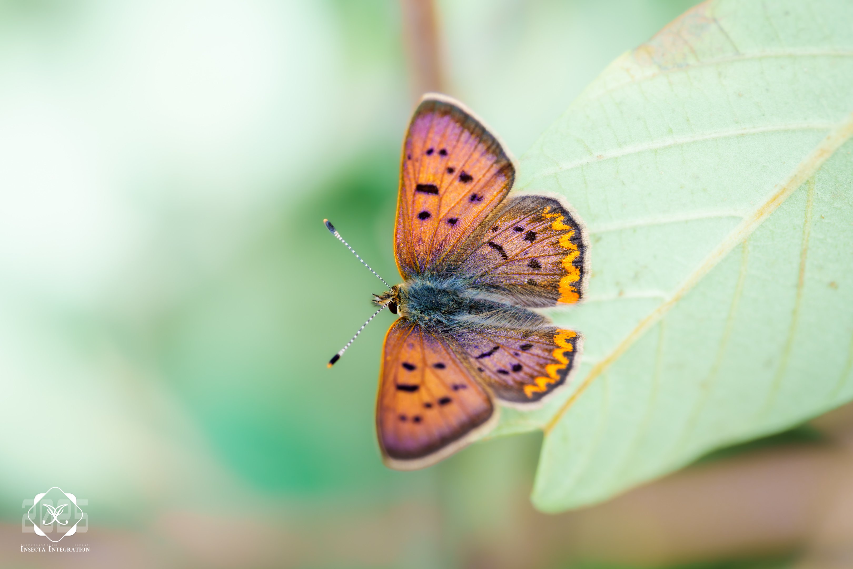 闪紫灰蝶 Tharsalea helloides ♂ HNH1