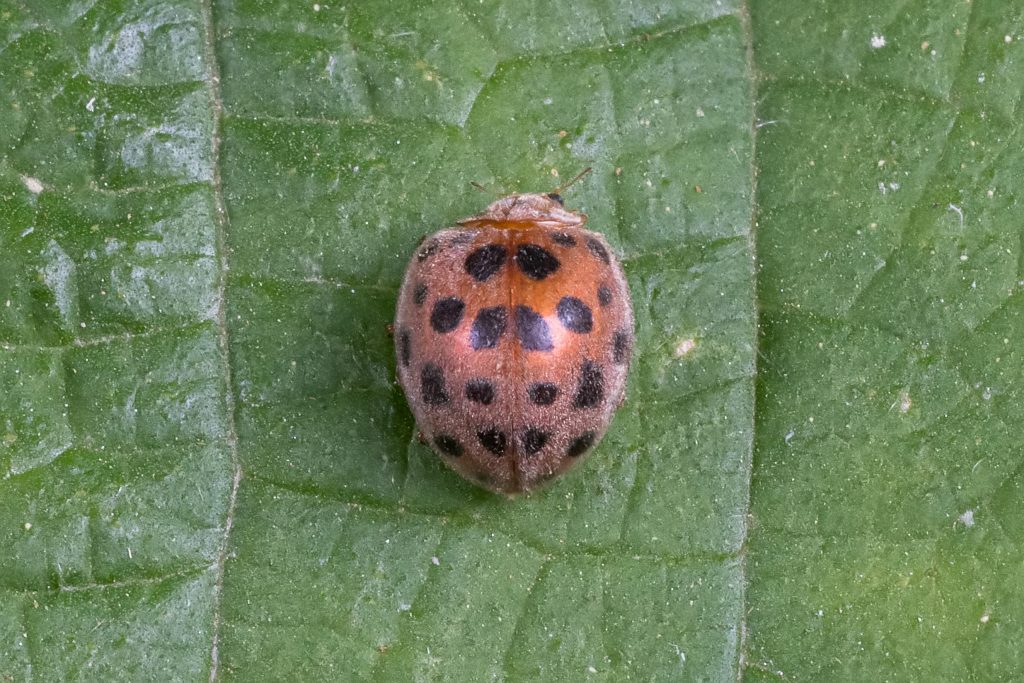 Read more about the article 马铃薯瓢虫 Henosepilachna vigintioctomaculata