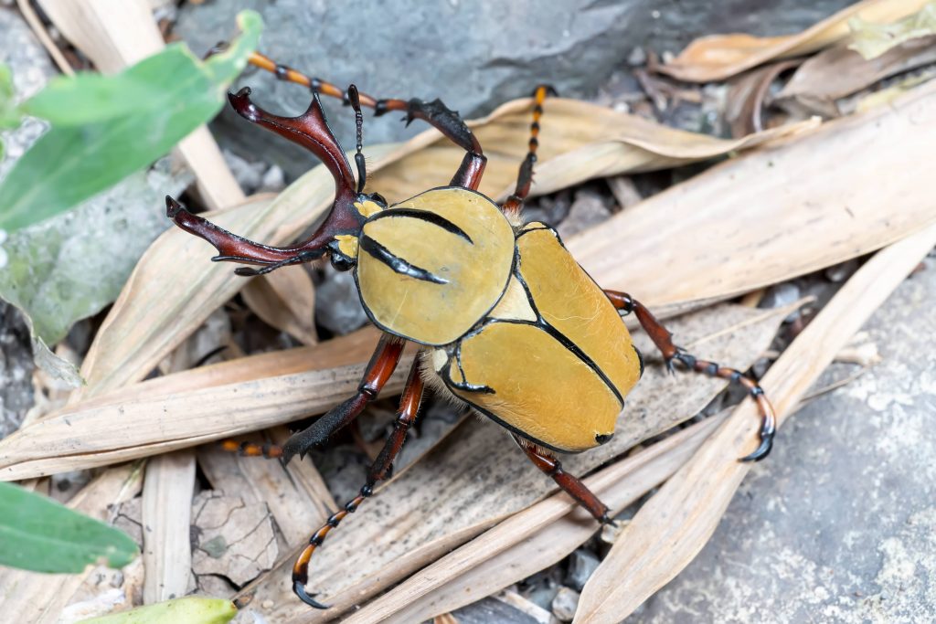 Read more about the article 弯角鹿花金龟 Dicranocephalus wallichi