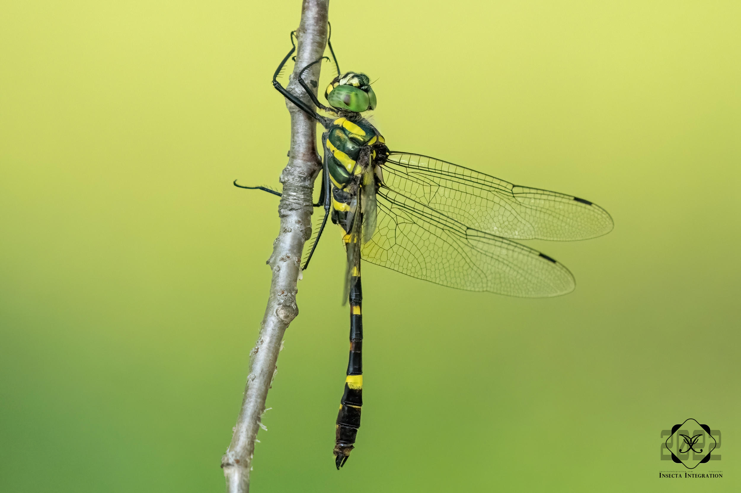 闪蓝丽大伪蜻 Epophthalmia elegans – IISDW