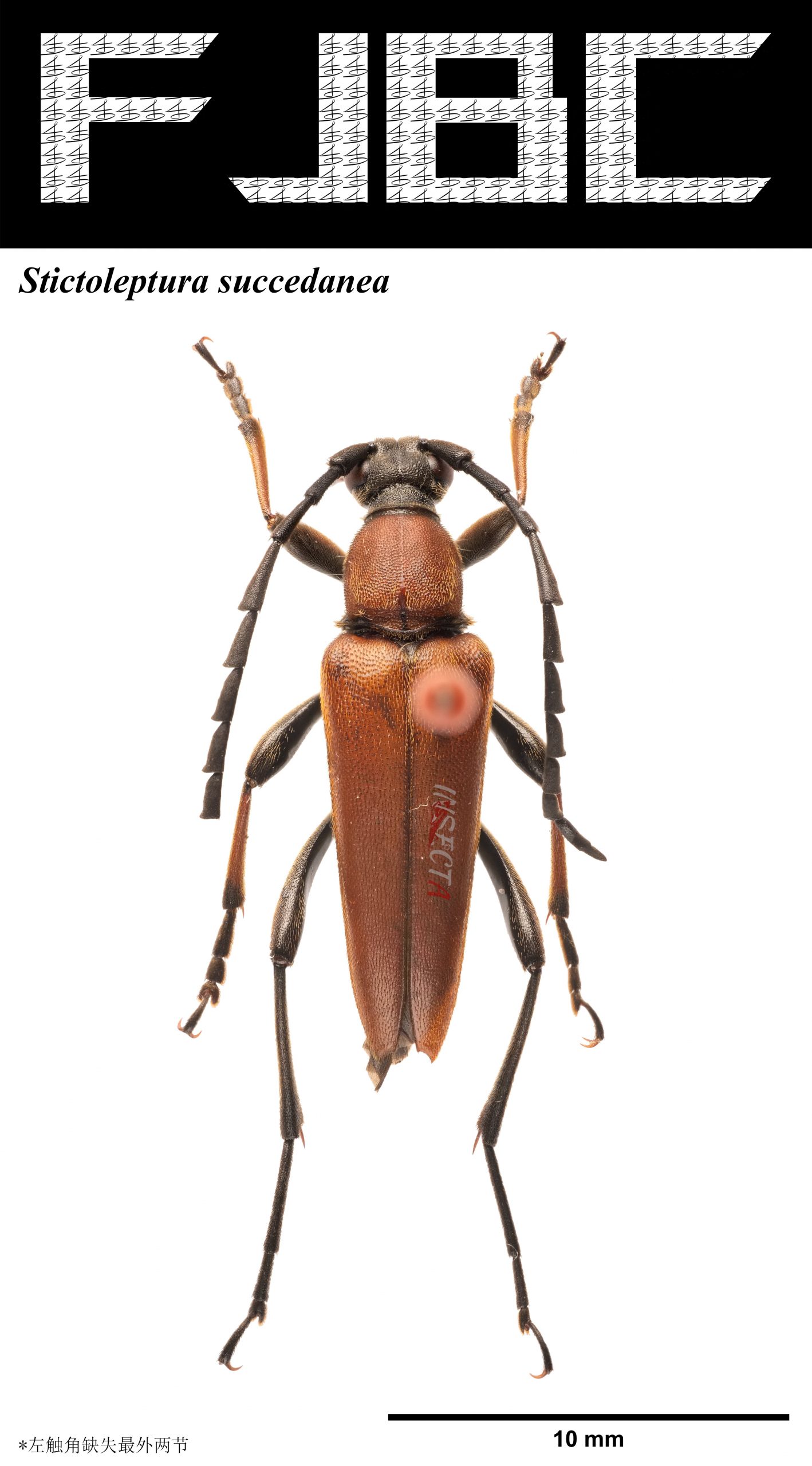 天牛科 Cerambycidae – IISDW