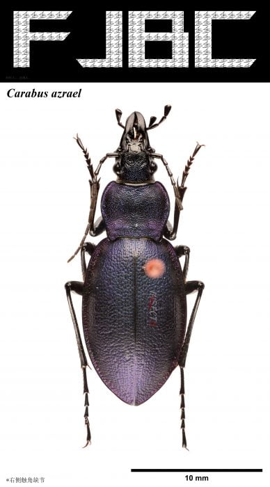 Read more about the article Carabus azrael