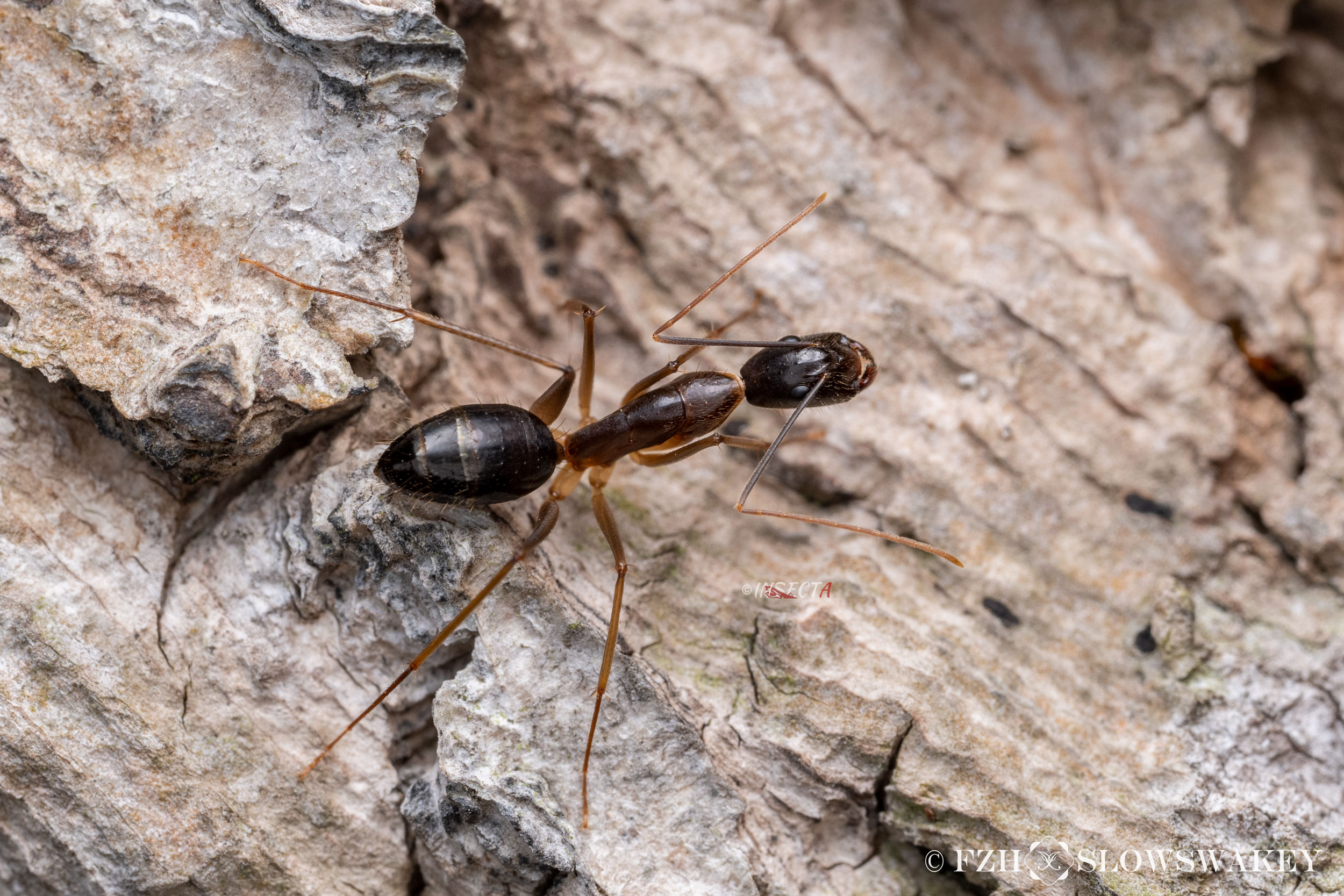 卡林弓背蚁 Camponotus carin (Worker) HNH1