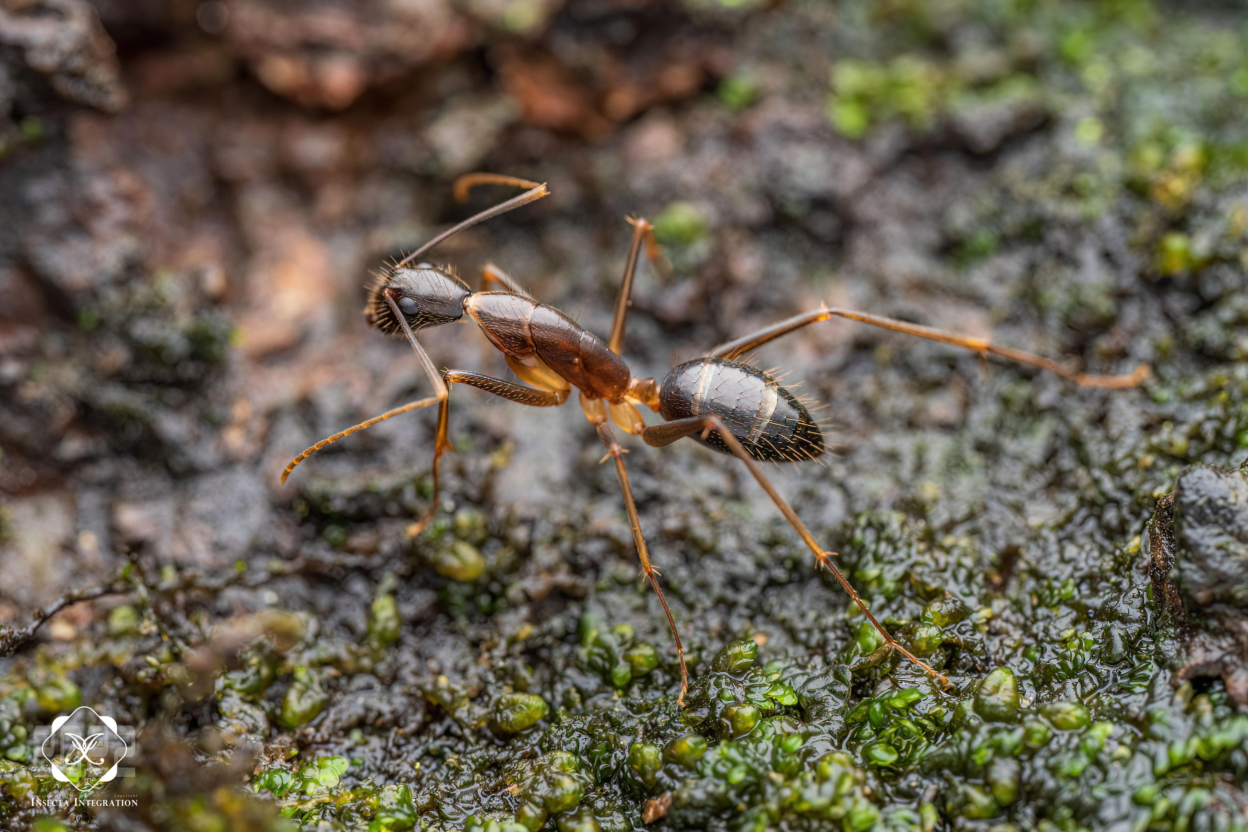 卡林弓背蚁 Camponotus carin (Worker) HNH3