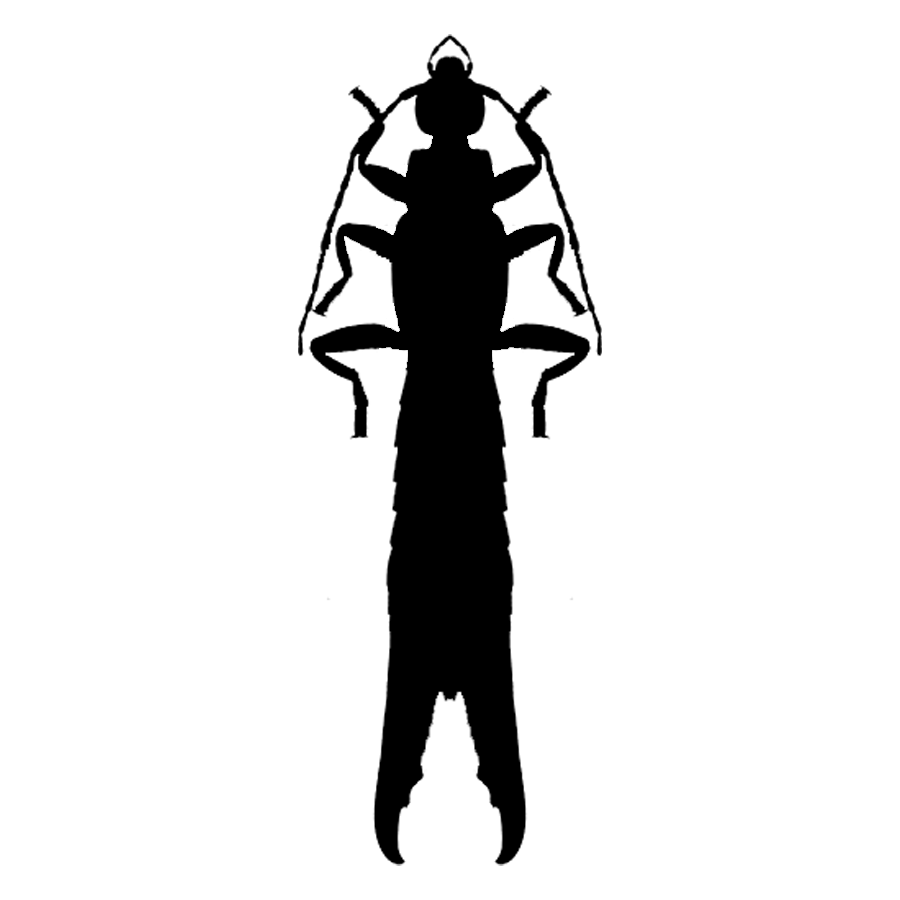 Read more about the article 垫跗螋科 Chelisochidae