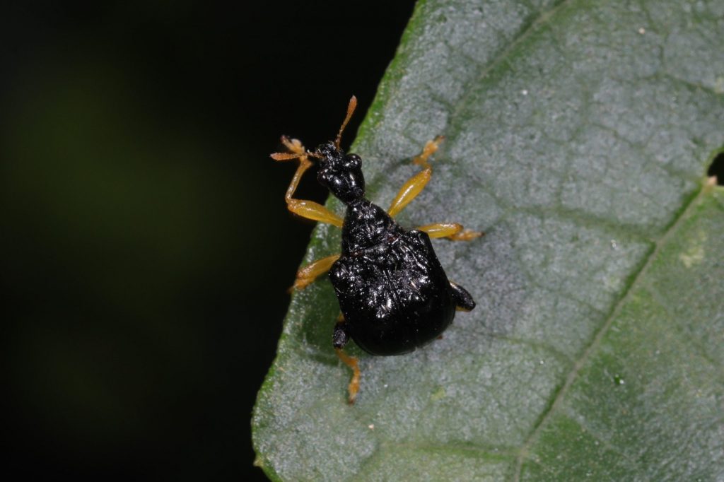 Read more about the article 姬瘤卷象 Phymatopoderus latipennis