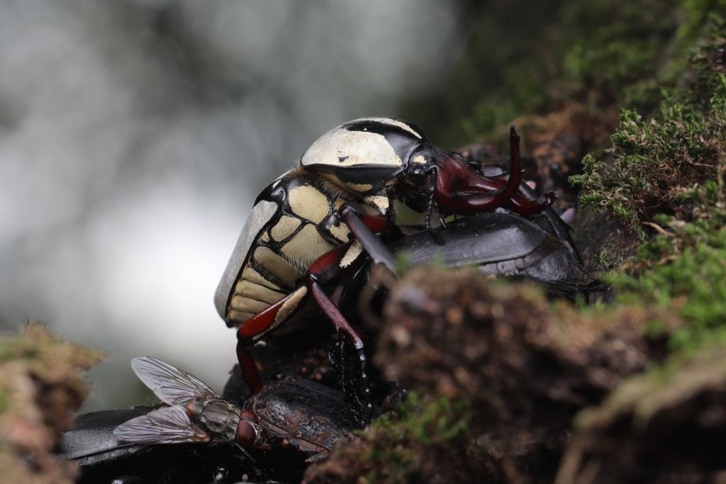 Read more about the article 宽带鹿花金龟 Dicranocephalus adamsi