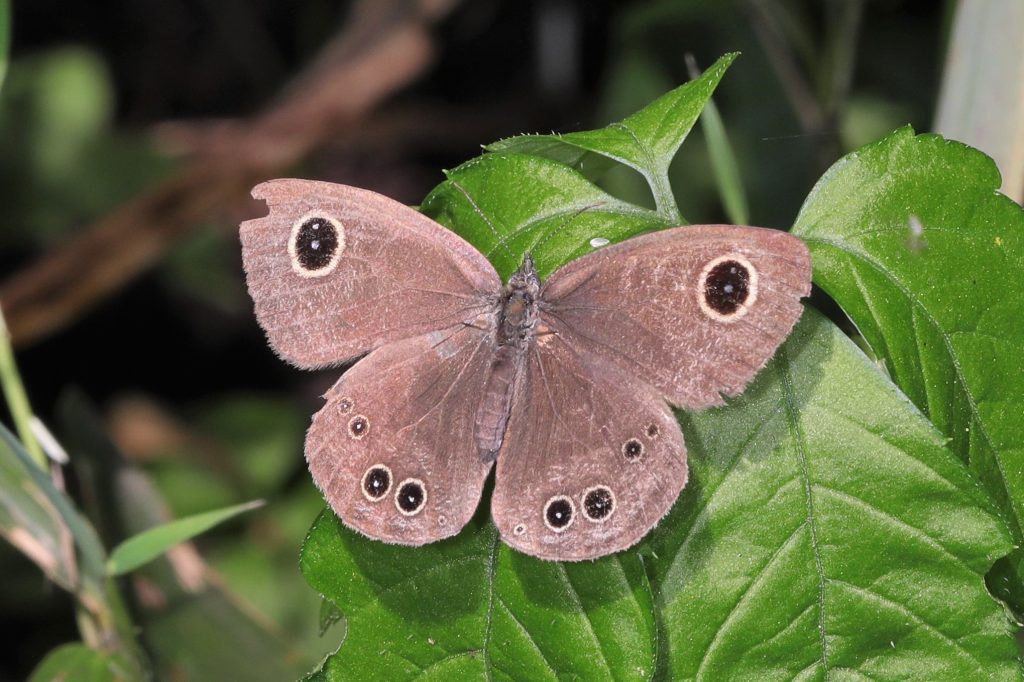 Read more about the article 幽矍眼蝶 Ypthima conjuncta