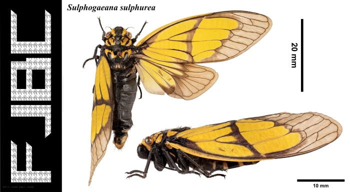 Read more about the article 硫磺蝉 Sulphogaeana sulphurea